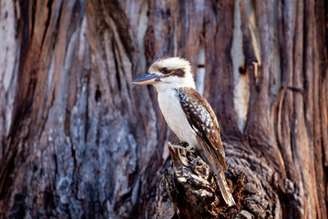 Kookaburra sits in Gum Tree Eucalyptus Forest Australia