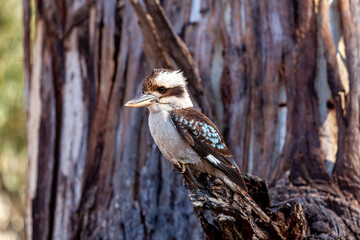 Kookaburra sits in Gum Tree Eucalyptus Forest Australia