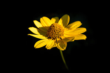 yellow Calendula flower isolated on black