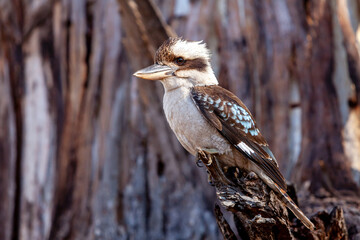 Kookaburra sits in Gum Tree Eucalyptus Forest Australia