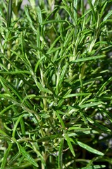 Fototapeta na wymiar Fresh green rosemary, closeup, aromatic herbs