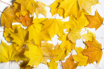 Yellow Autumn fallen foliage on white background