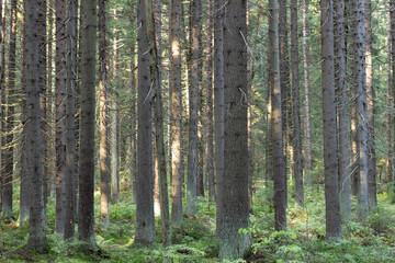 A dense forest of tall, straight, moss-covered pines in northwest Russia.