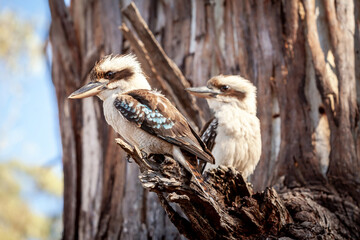 Kookaburra sits in Gum Tree Eucalyptus Forest Australia