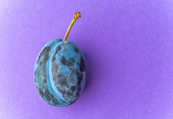 Close up of one plum fruit with copy space