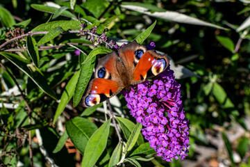 European peacock butterly sitting on a purple summer lilac