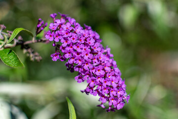 a purple summer lilac on green background