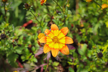 Bidens ferulifolia hawaiian flare orange yellow centre.