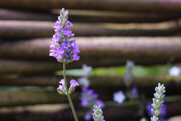 Beautiful single violet wild lavender flower, macro view.