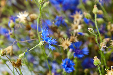 Cornflower - fresh blue and green flowers background