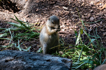 a prairie dog eating a nut