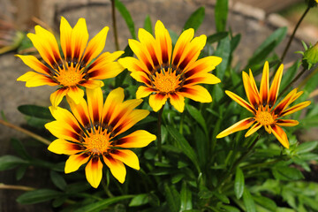 Flowers of yellow Gazania viewed from above.