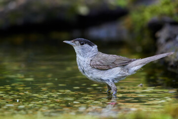 Eurasian blackcap ,,Sylvia atricapilla,, in danube forest, Slovakia, Europe