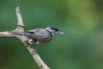 Eurasian blackcap ,,Sylvia atricapilla,, in danube forest, Slovakia, Europe