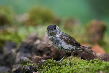 Eurasian blackcap ,,Sylvia atricapilla,, in danube forest, Slovakia, Europe