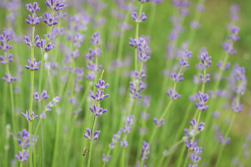 Delicate light Background with Lavender flowers. Violet Lavandula.