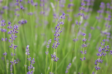 Delicate light Background with Lavender flowers. Violet Lavandula.