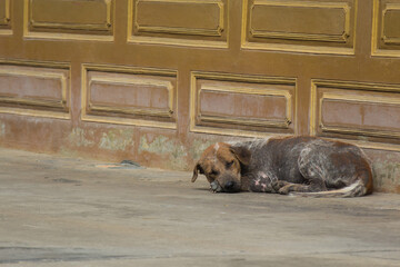 old dog sleep on the street near the wall