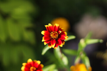 Red yellow flower of a zinnia against a background of grass in a garden.
