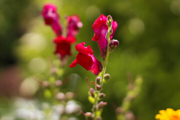 Large beautiful bright pink flowers antirrhinum majus bloom in the garden against the background of juicy green grass.