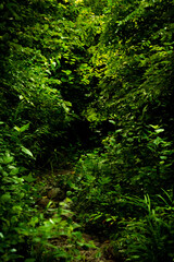 green forest background