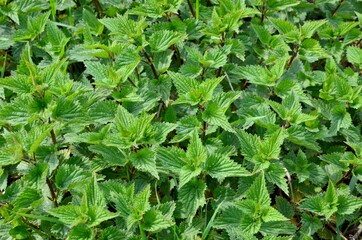 Stinging nettles background, closeup of leaves