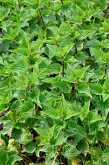 Evergreen stinging nettles background, closeup of leaves