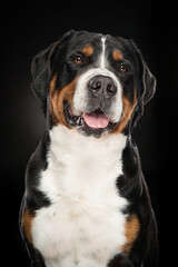 Protrait of a Greater Swiss Mountain dog on a black background