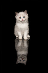Cute ragdoll kitten with blue eyes looking at the camera sitting on a black background with reflection