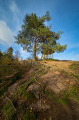 
big pine tree in autumn park