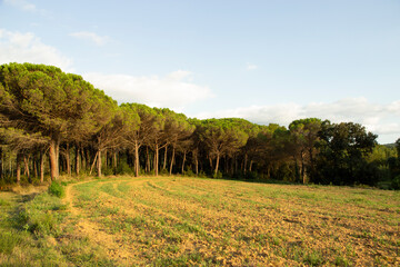 Obraz premium Photograph of a rural landscape at dusk in the countryside of Tordera, Catalunya, Spain