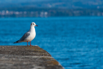 looking seagull