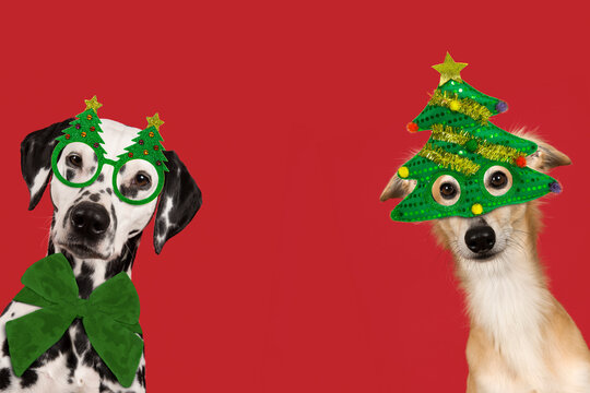 Portrait of a cute silken windsprite and dalmatian dog wearing christmas decoration on a red background with space for copy