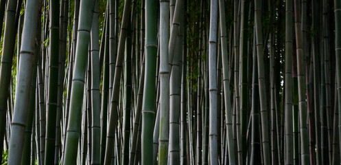 Juknokwon Bamboo Forest
