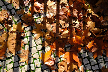 Fototapeta na wymiar Orange leafs on portuguese sidewalk