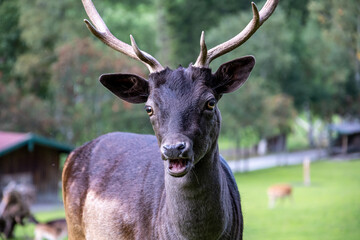 young sika deer looking at you
