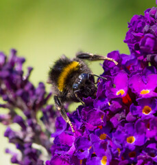 Bumble bee