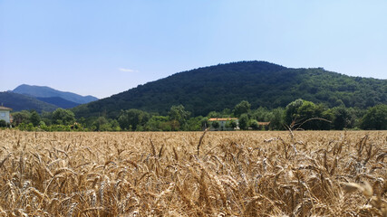 Photograph of a ripe and near-threshing wheat field