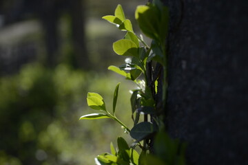 Independence Gate Park Four Season Trees 독립문공원 사철나무