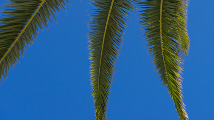 hojas de palmera en el cielo