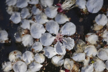 Cherry blossoms above the pond 연못 위 벚꽃
