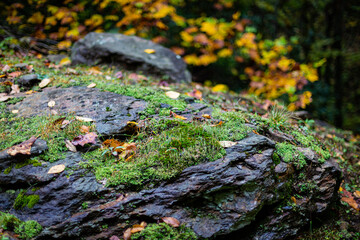 Wet stone covered in moss