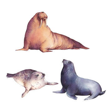 Set of watercolor illustrations of a seal, walrus and fur seal isolated on a white background. Arctic water world