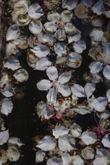 Cherry blossoms above the pond 연못 위 벚꽃
