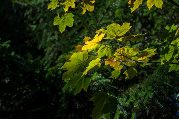 leaf in autumn