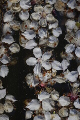 Cherry blossoms above the pond 연못 위 벚꽃