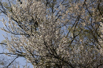 Cherry trees in Independence Gate Park, Seoul 독립문공원 벚나무, 서울