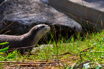 Lutra lutra known as Eurasian river, European, common and old world otter