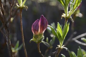 Azaleas in Independence Gate Park독립문공원의 철쭉