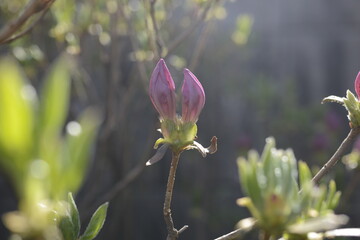 Azaleas in Independence Gate Park독립문공원의 철쭉